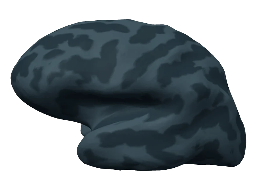 Inflated left hemisphere 50 milliseconds after tone onset; almost no activity exceeds the display threshold.